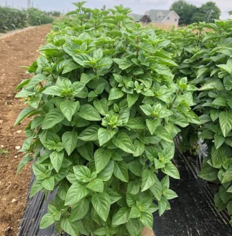 Citronbaziliks 'Everleaf Lemon'